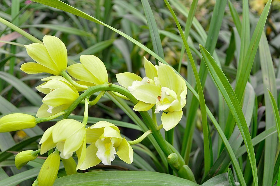 成都 花舞人间风景区（图ZMTYyMjg3NTI=） - 风光摄影 - 站酷设计师爱摄影的少年斌帅原创素材 - 站酷ZCOOL