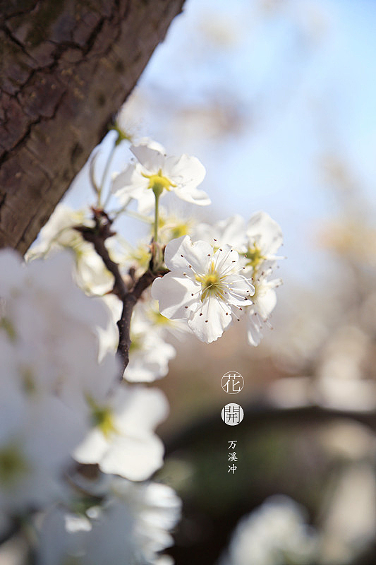 花开·万溪冲