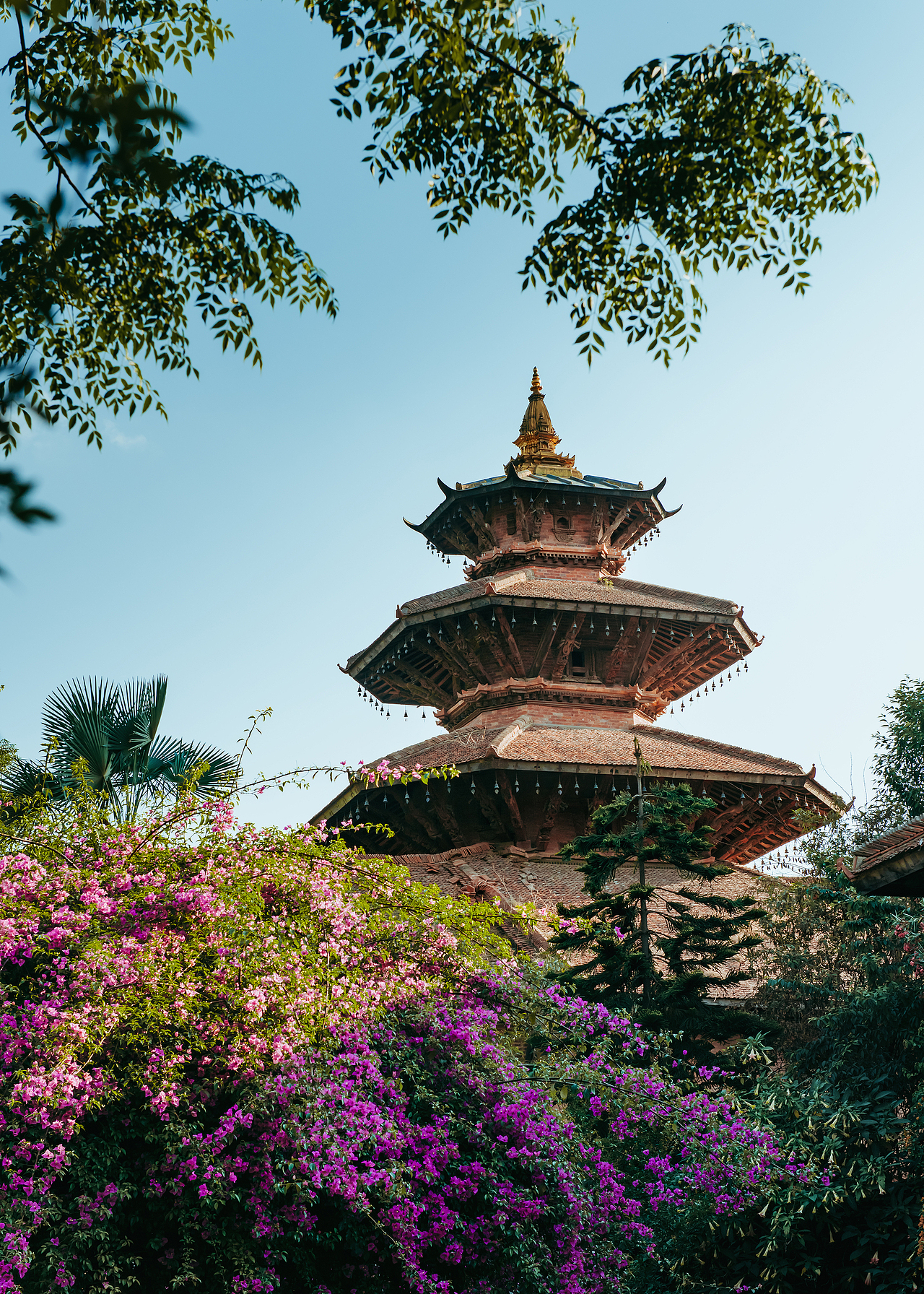 树上汹涌而出的三角梅盛开在黄昏里,远处帕坦王宫古风盎然。