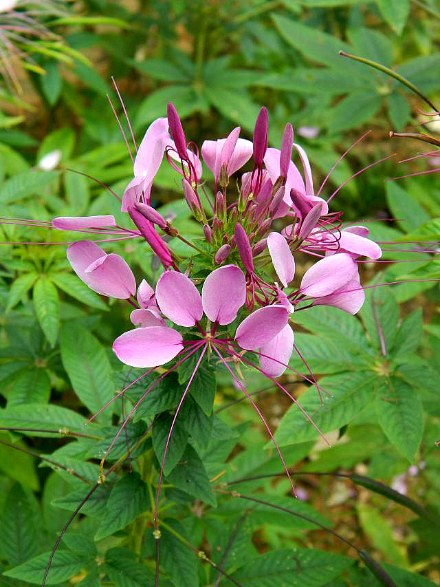 秋季国际慢城乡野风情（图ZMTk1Mjk4NzY=） - 风光摄影 - 站酷设计师zhangping_3636原创素材 - 站酷ZCOOL