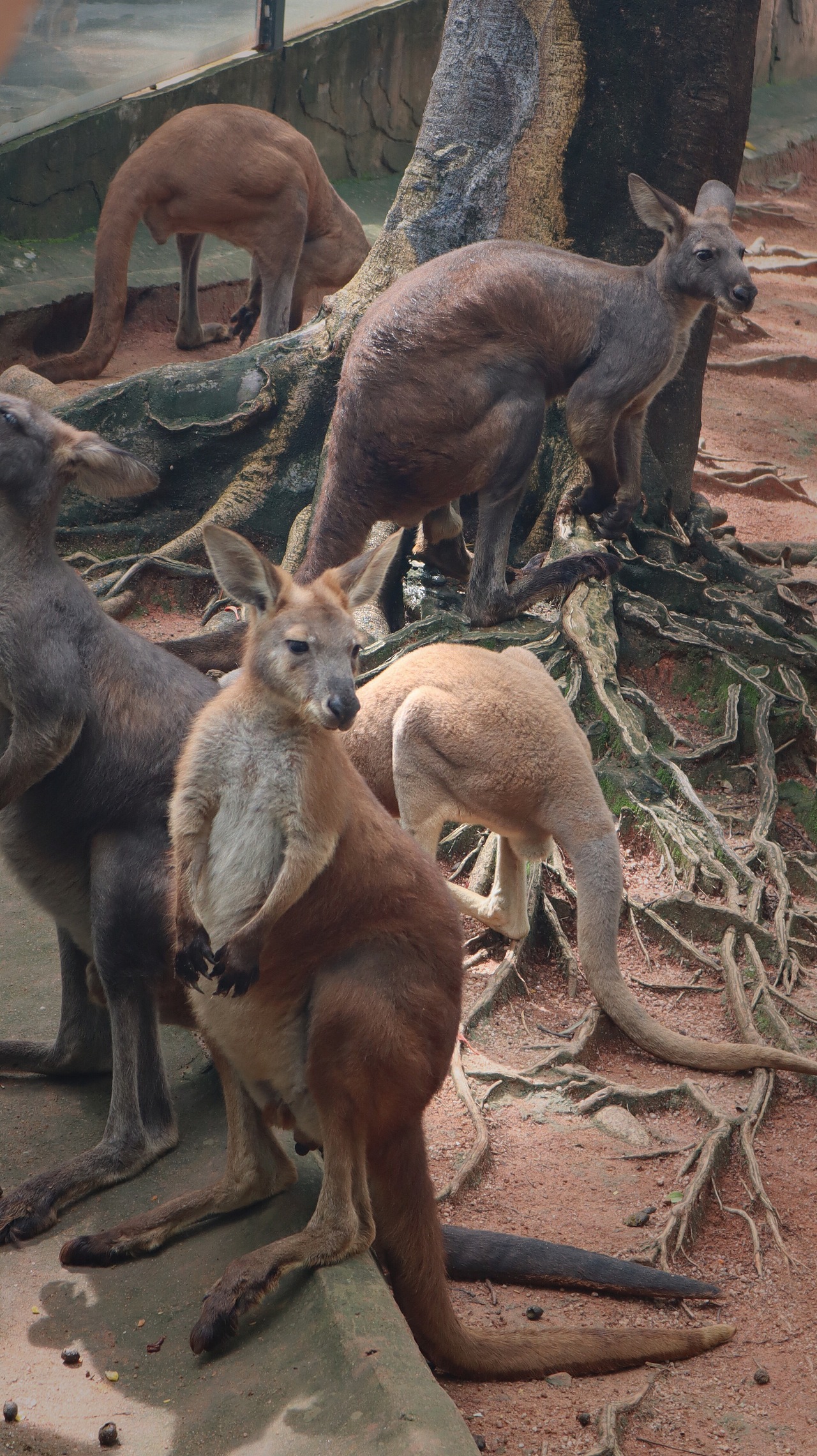 动物园里的他们