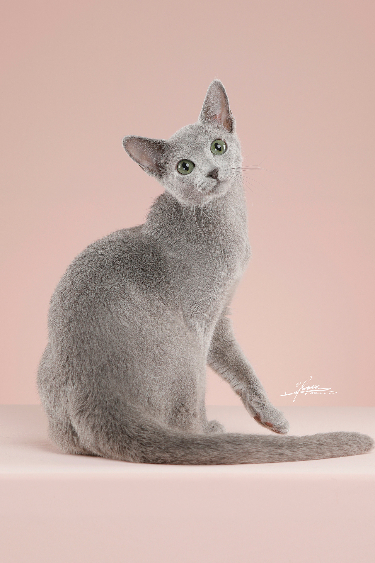 俄罗斯蓝猫-AMYWORKS探须视觉