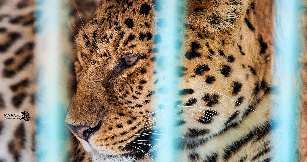 《如果...关在笼子里的是我们》