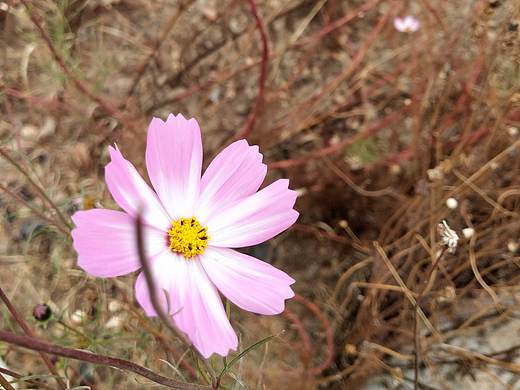 花語（個(gè)人主頁-ZNDQyOTEwMjA=） - 人文/紀(jì)實(shí)攝影 - 站酷設(shè)計(jì)師檸檬初a原創(chuàng)素材 - 站酷ZCOOL