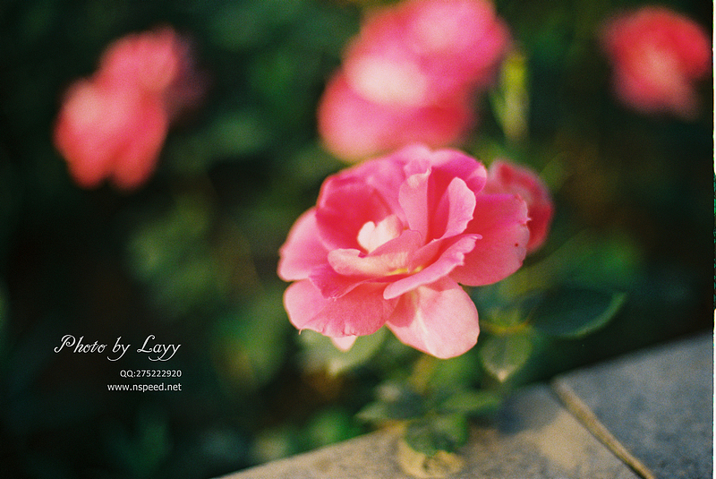 菲林《晨》 # layy的时光机 #