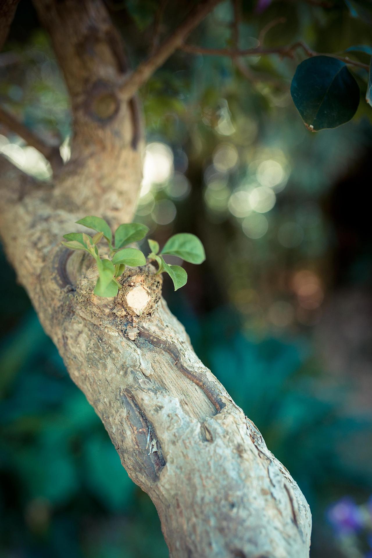 2016.11.20莲花山花展