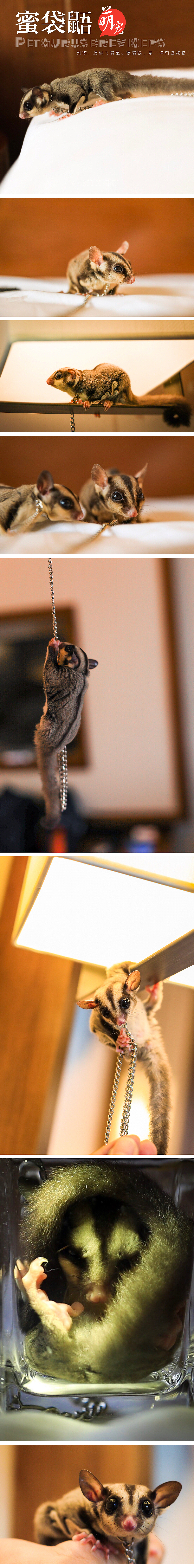 萌宠（图ZMTIzNDc4NjY0） - 宠物摄影 - 站酷设计师小影之家原创素材 - 站酷ZCOOL