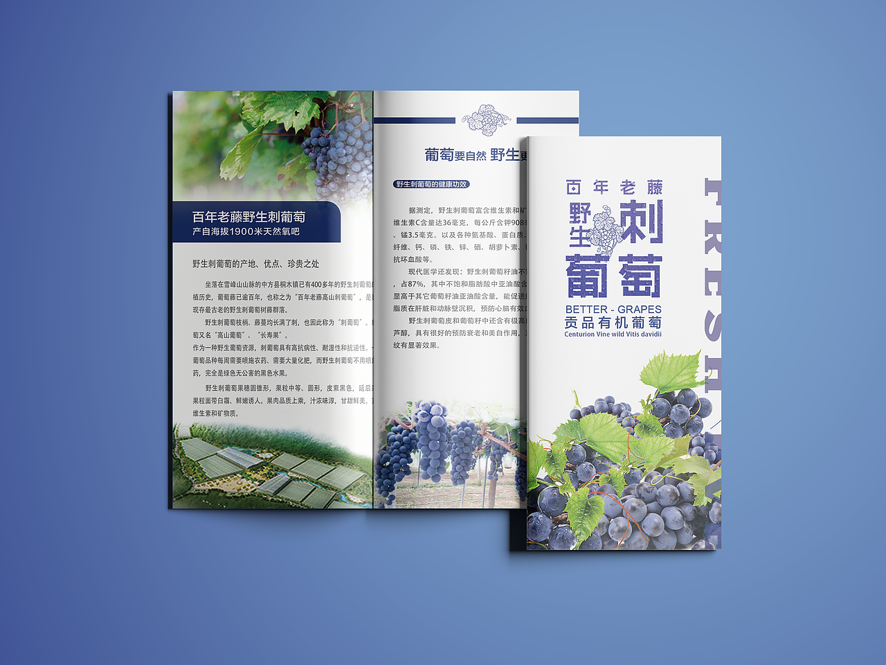 一款水果三折頁（圖ZMTA2MzQwNzEy） - 書籍/畫冊 - 站酷設計師小邊設計原創(chuàng)素材 - 站酷ZCOOL