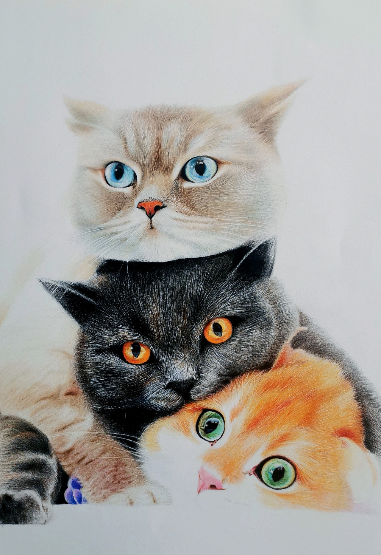 彩铅《三只叠罗汉的小猫咪》|纯艺术|绘画|微眠手绘 - 原创作品