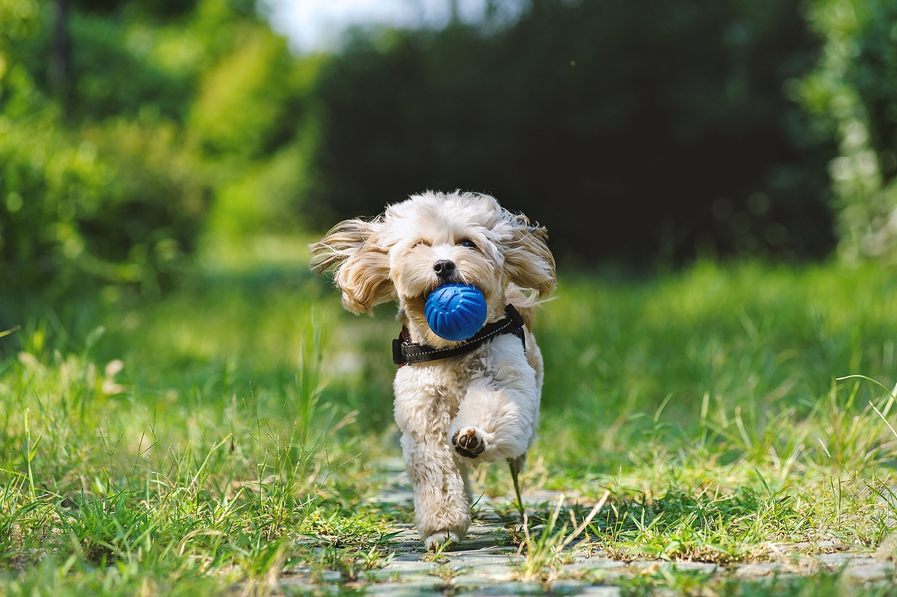 【纪实宠物摄影】