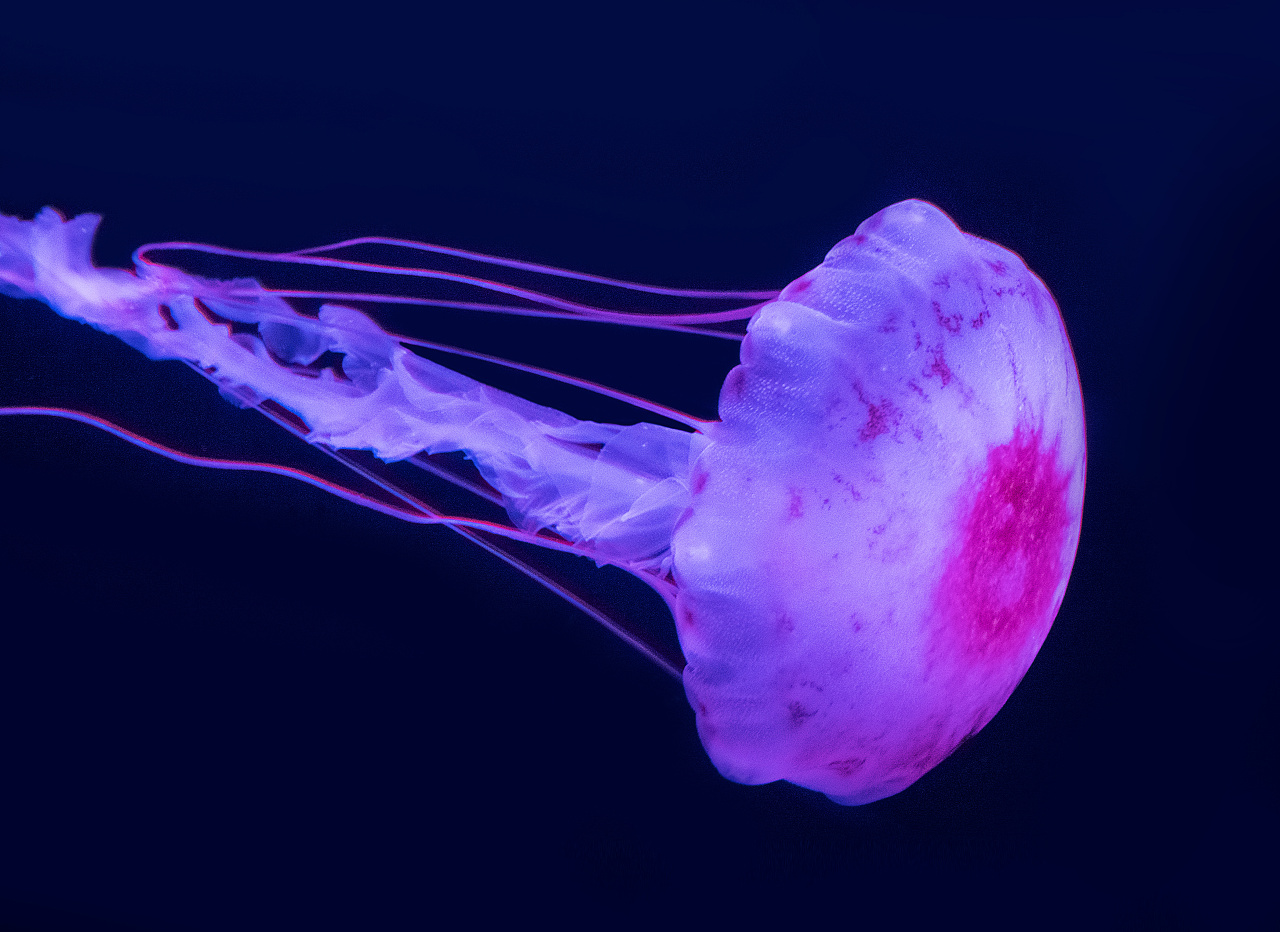 拍摄的一组水母|摄影|其他摄影|没有灰尘的眼睛 - 原创作品 - 站酷