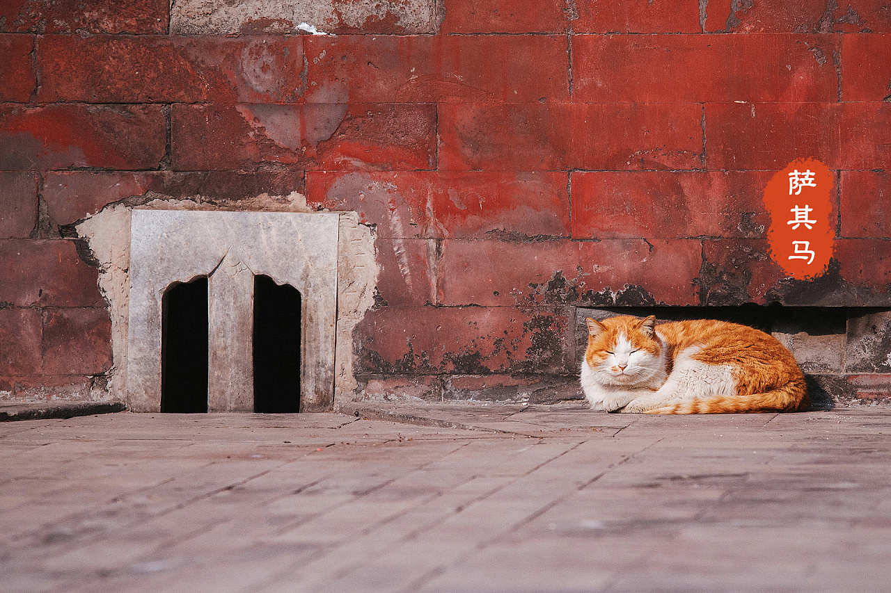 深耕三年故宫猫拍摄,盘点一下我拍过的四十七只御猫.