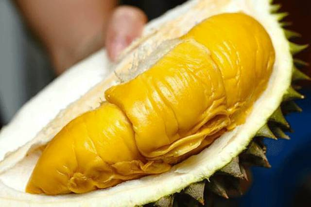 乐凯撒店内有各种不同口味的榴莲比萨,分别是猫山王,d24,金尧和金枕等