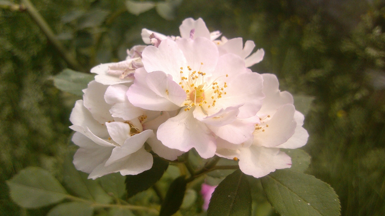 小区附近公园的玉兰花 这花儿的名字我至今不确定 雏菊?