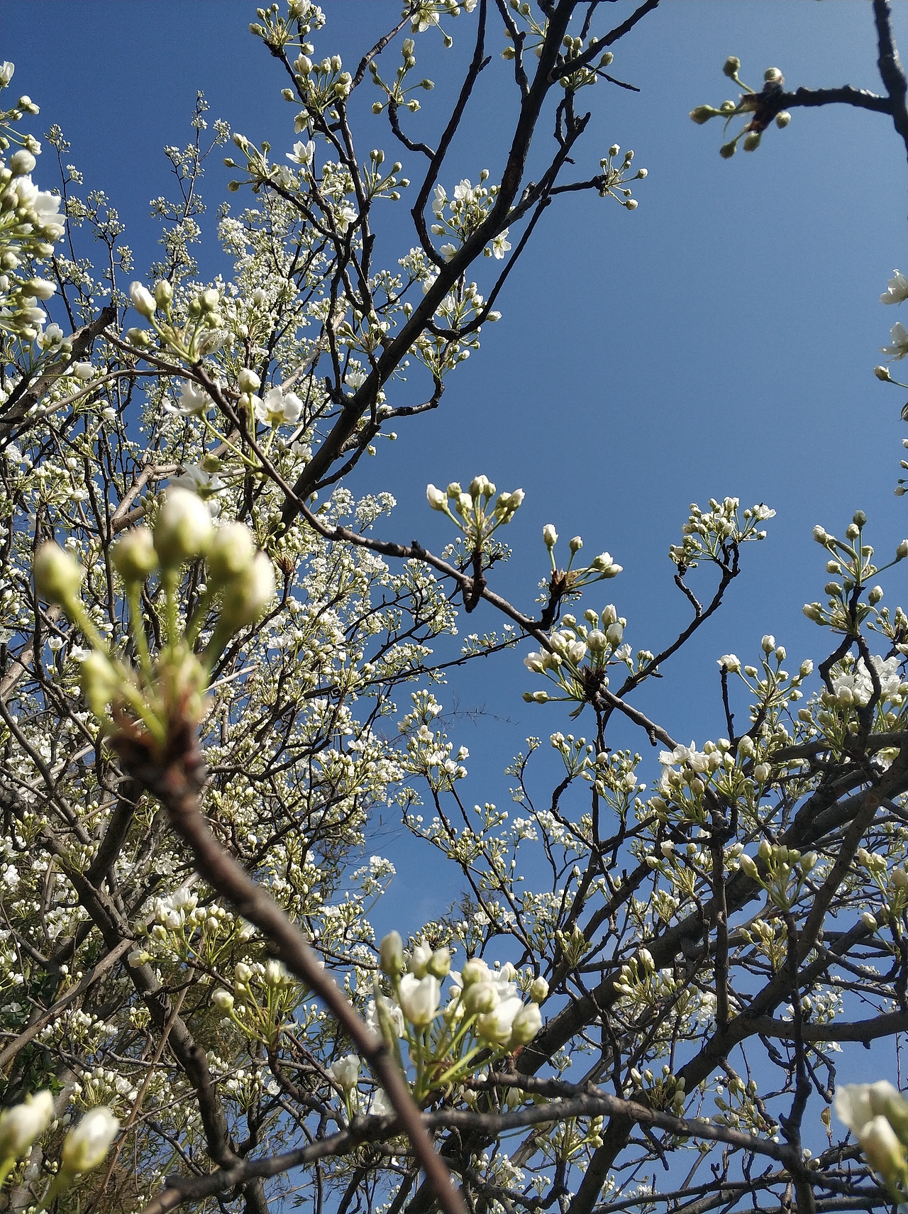 春，古月廴聿（图ZMTk4NTUwMTA4） - 风光摄影 - 站酷设计师古月廴聿原创素材 - 站酷ZCOOL