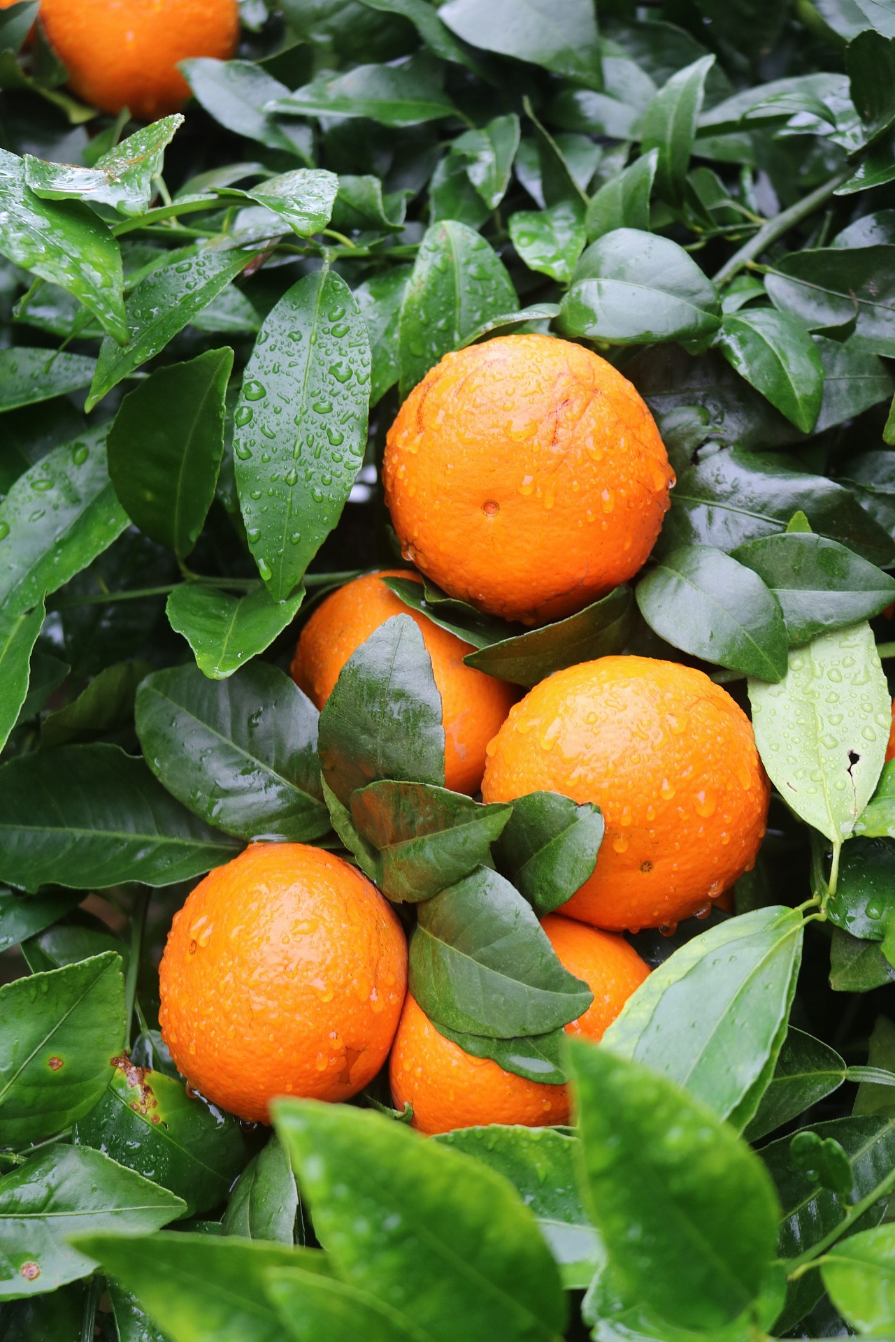 武鸣沃柑 老男人果品