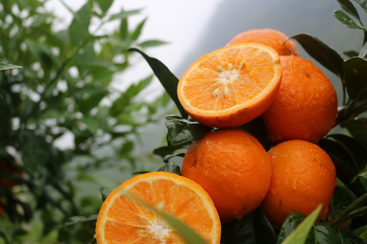 武鸣沃柑 老男人果品