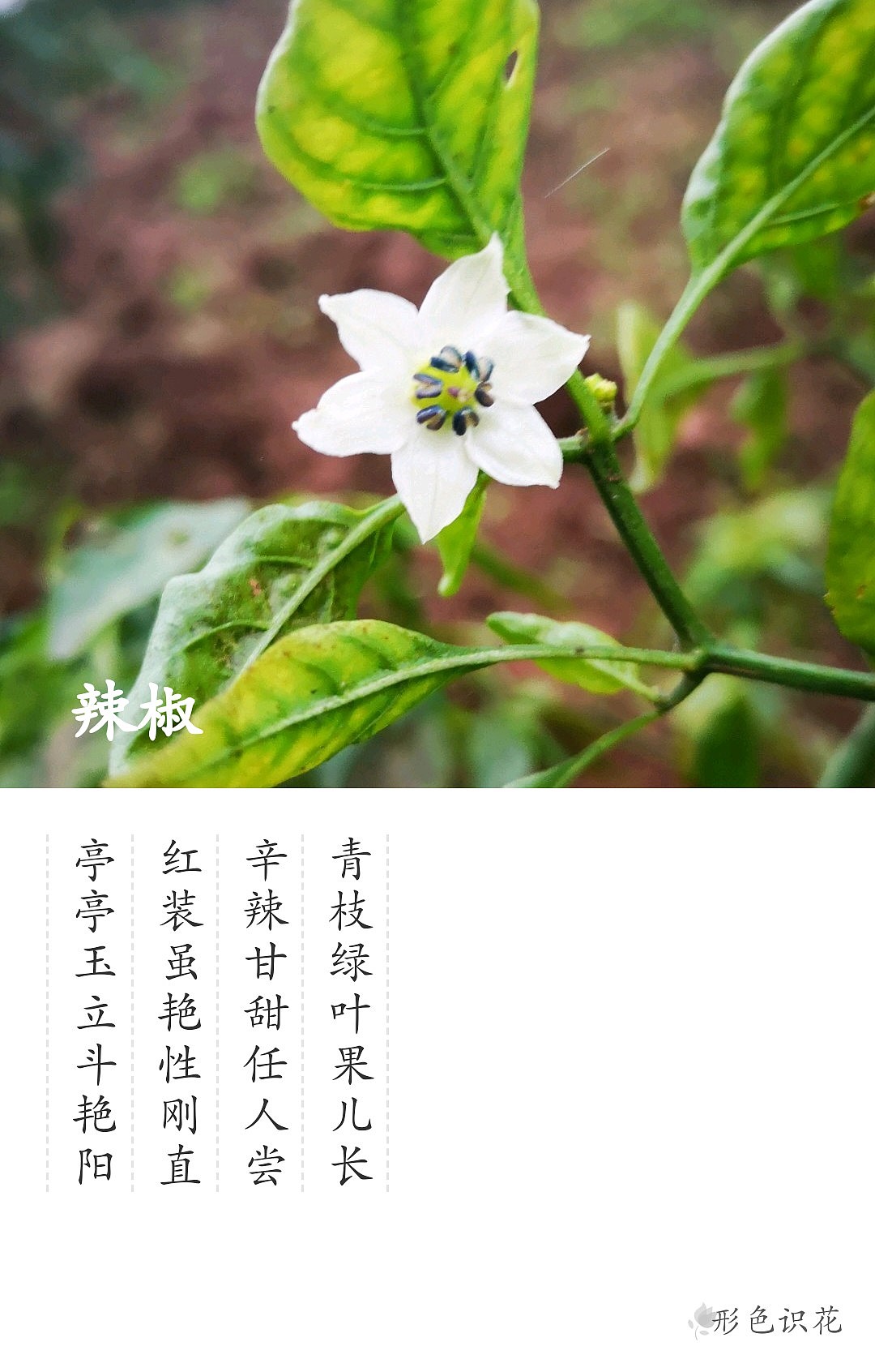 绿植花型一览（图ZMTM2MDM4ODQ0） - 产品摄影 - 站酷设计师左I可原创素材 - 站酷ZCOOL