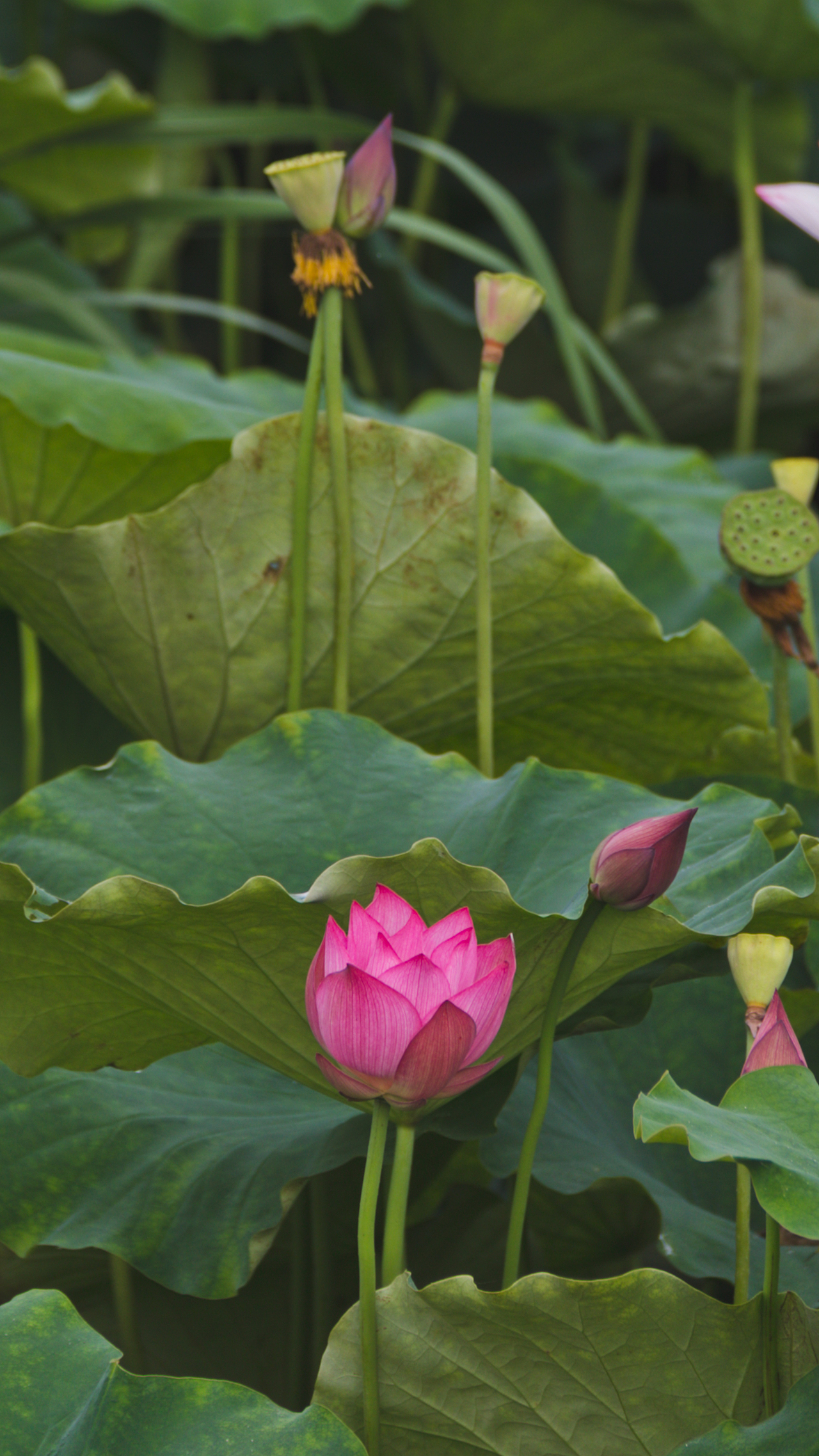 夏天的荷花开正艳