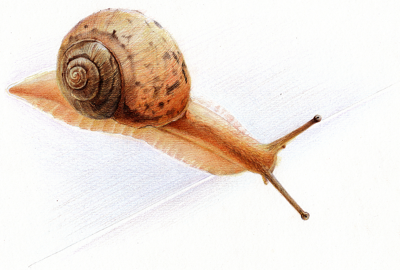 2012~2013彩铅画磨笔小品汇总