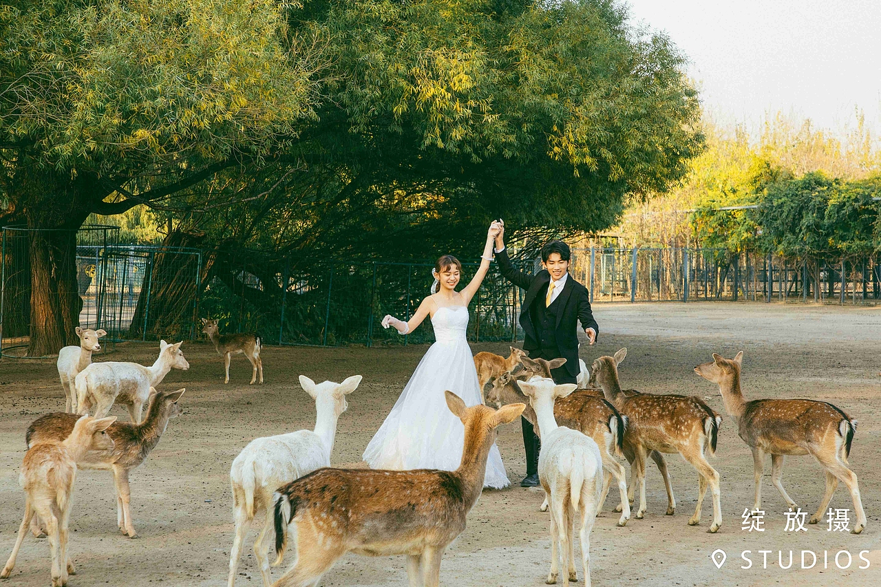 绿植和麋鹿 | 清新文艺婚纱照