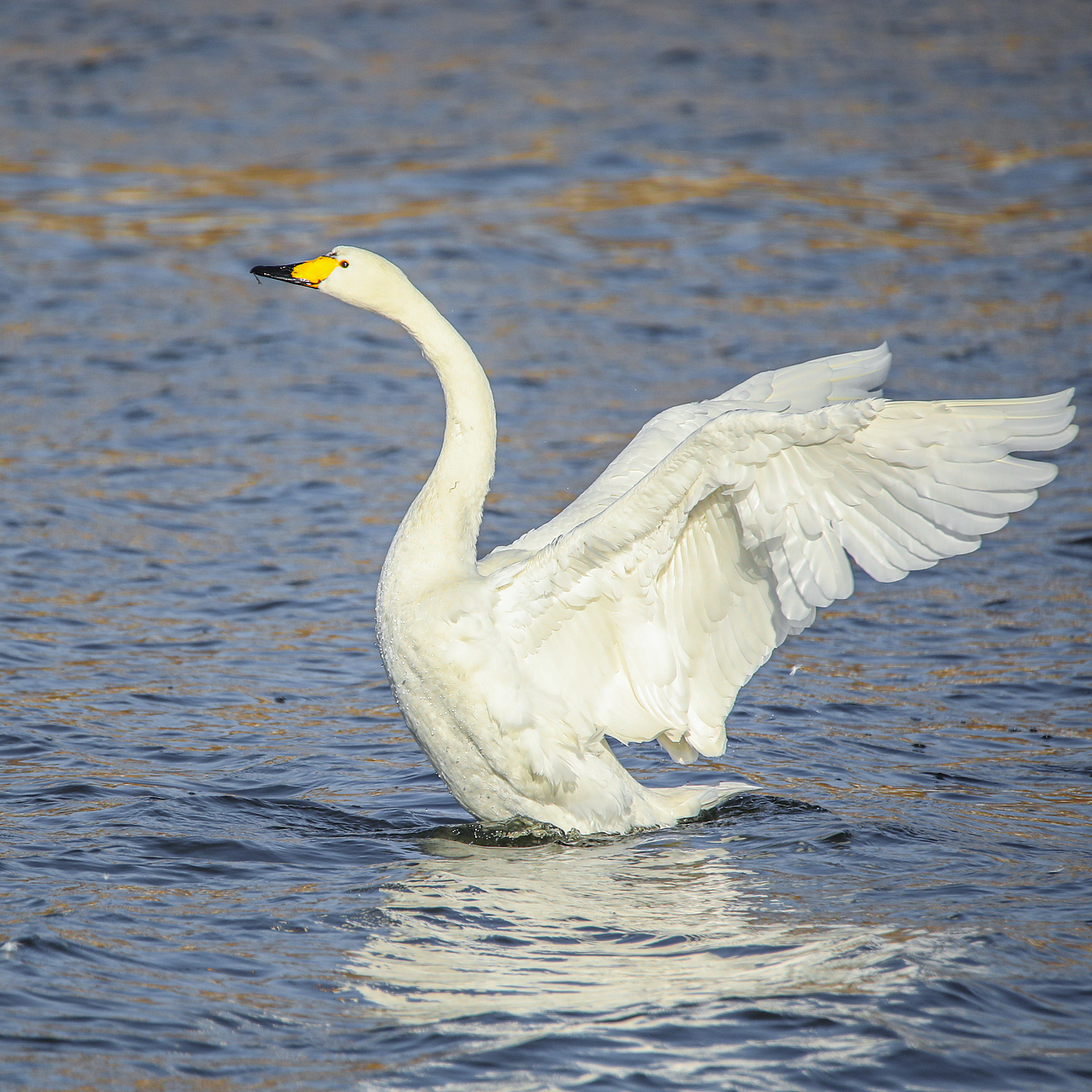 野生保护动物丨大天鹅