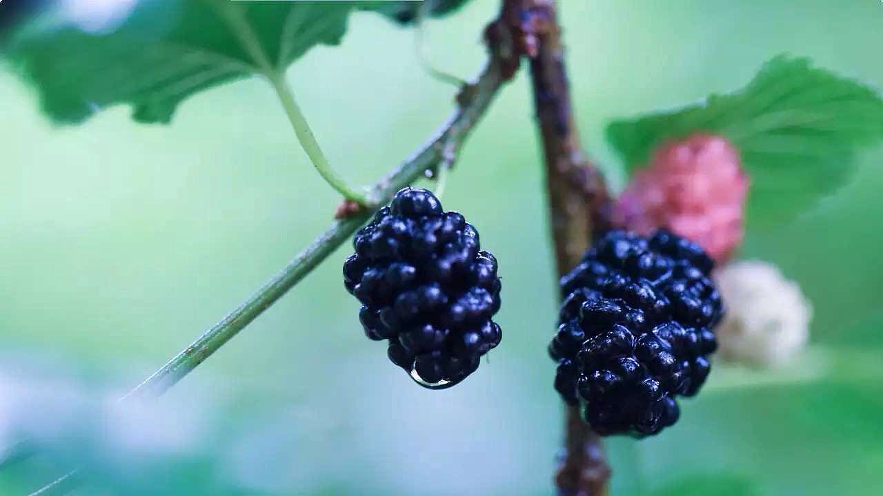 酒狐-桑葚米酒外包装插画