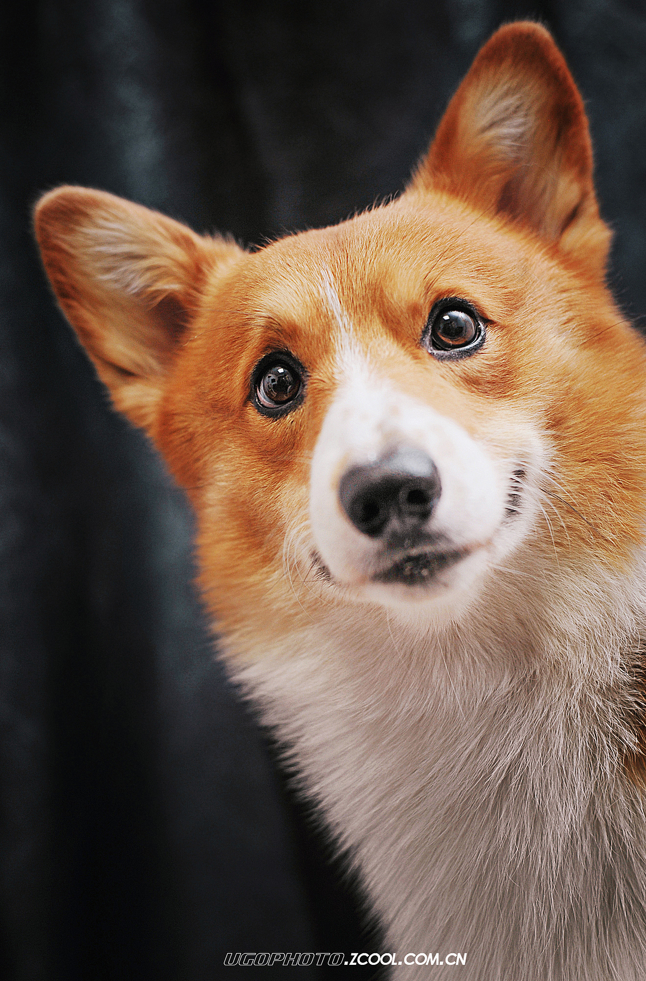 realsmile笑的渐进式动物摄影师何某某个人作品25