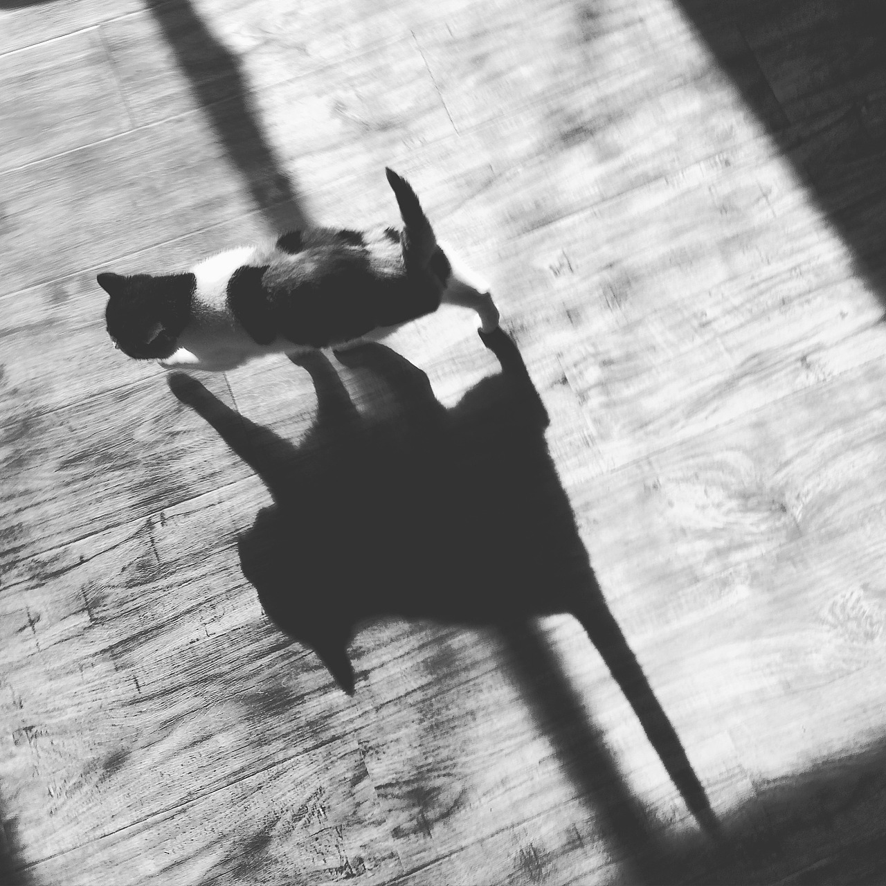 手机摄影 | 黑白日常（图ZMTI1ODI3MjA0） - 人文/纪实摄影 - 站酷设计师MaaHoo原创素材 - 站酷ZCOOL