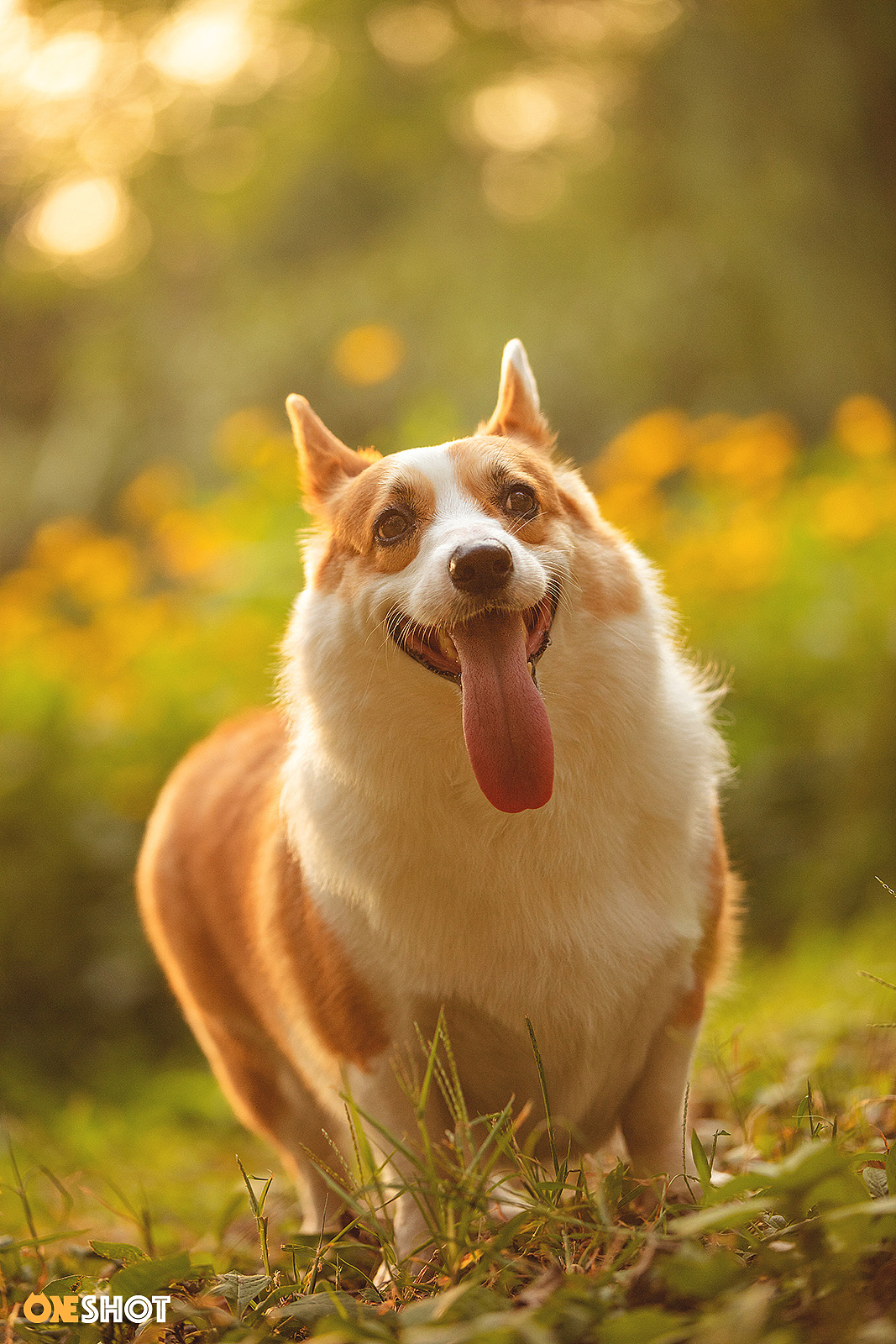 感受一下一只全速向你驶来的激萌小短腿（图ZMTc2NjExMjky） - 宠物摄影 - 站酷设计师WildKay原创素材 - 站酷ZCOOL