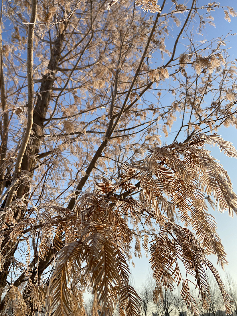 刘勇良手机纪实摄影:雪后阳光