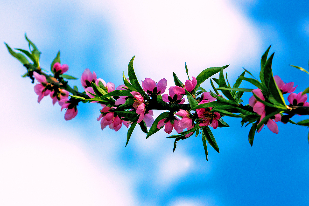 在那桃花盛开的地方