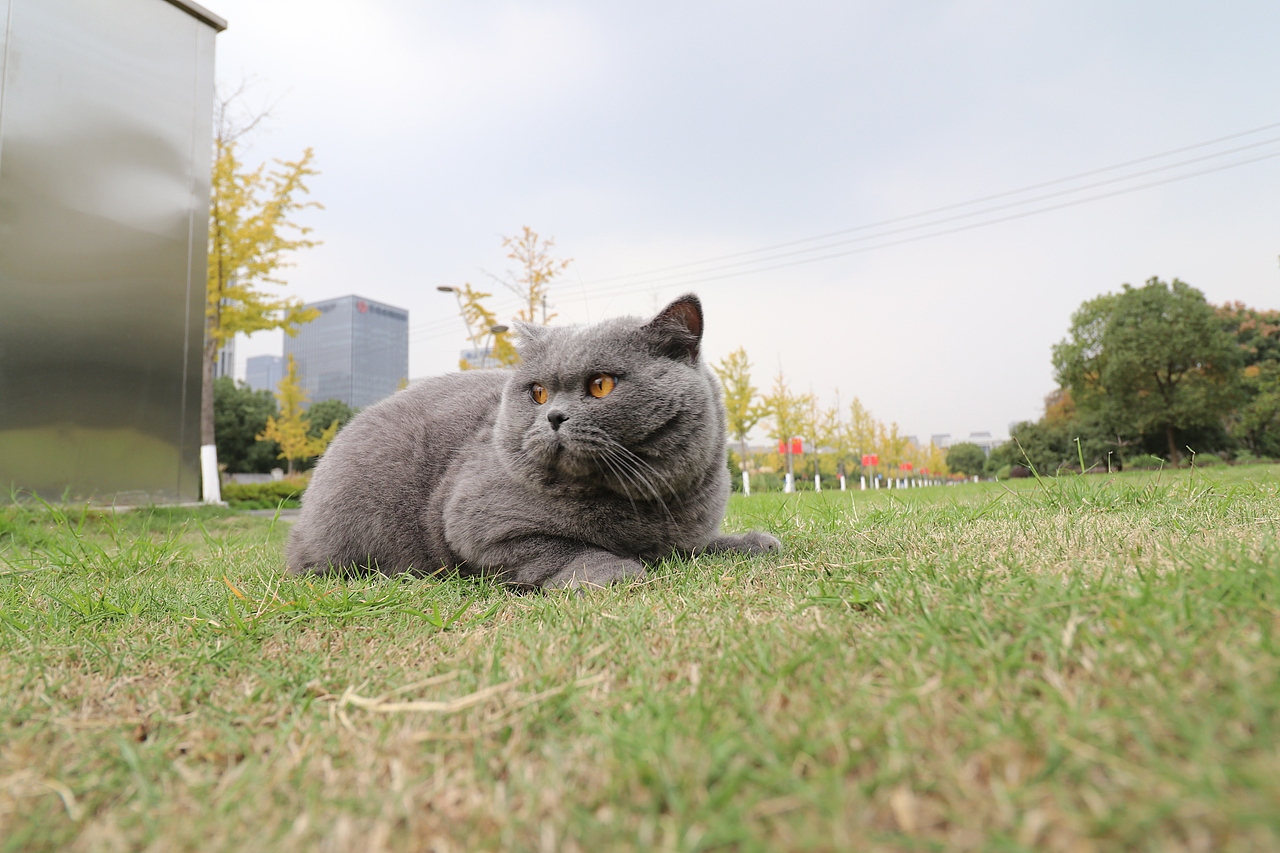 沐米猫舍 纯蓝色-英国短毛猫-高清照片
