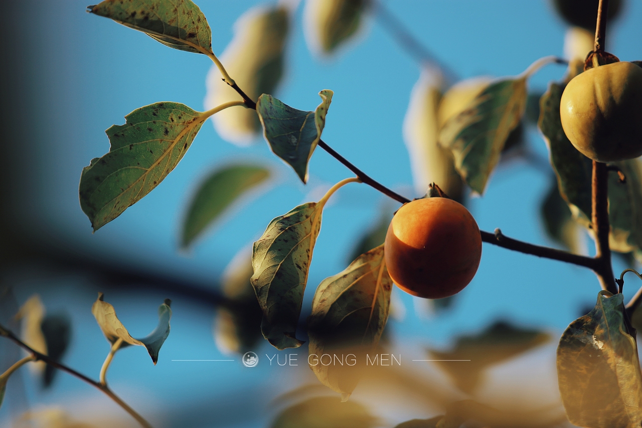 【生活随拍】情有独钟——柿子（图ZMjc1MDMyMjIw） - 环境/建筑摄影 - 站酷设计师白夜摄影原创素材 - 站酷ZCOOL
