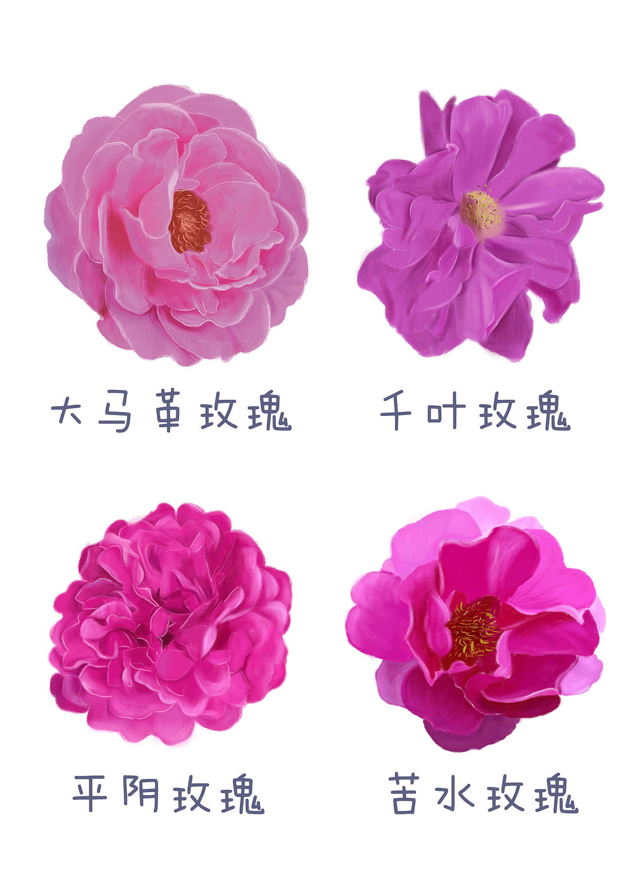 玫瑰花（图ZMjA1ODY0MTAw） - 创作习作 - 站酷设计师八宝妹妹原创素材 - 站酷ZCOOL