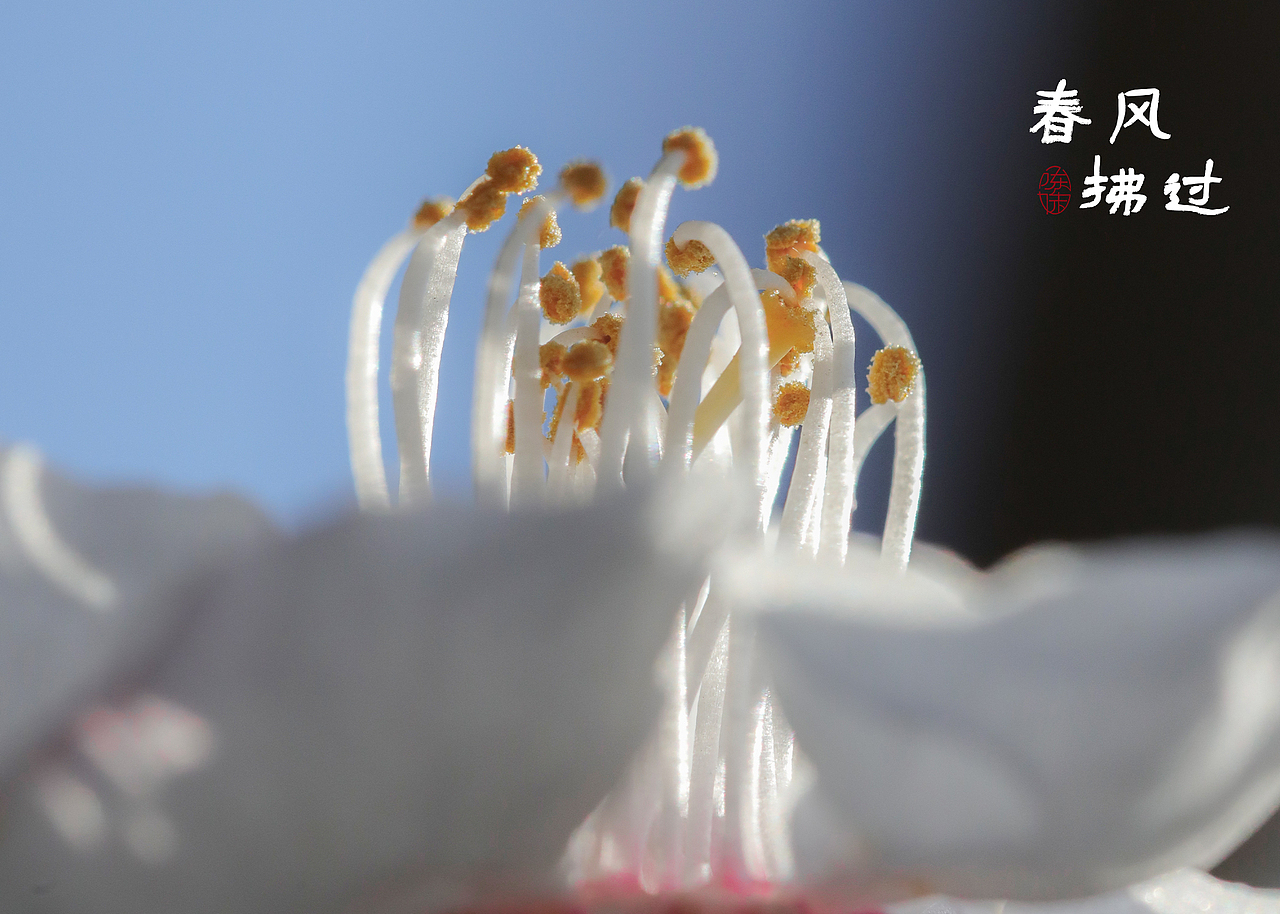 春风拂过 万物向荣（图ZMjk1NjQxOTM2） - 风光摄影 - 站酷设计师木林森15原创素材 - 站酷ZCOOL
