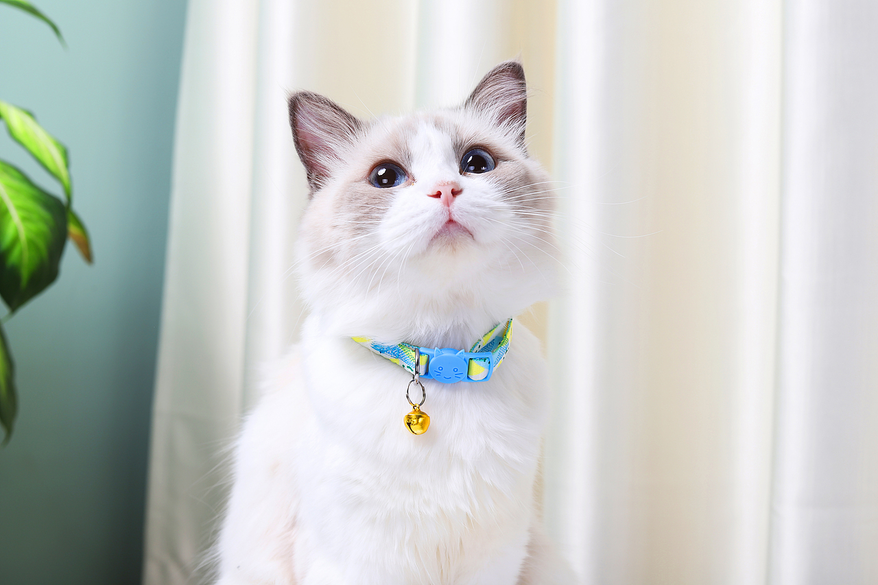 宠物产品摄影|猫咪项圈拍摄