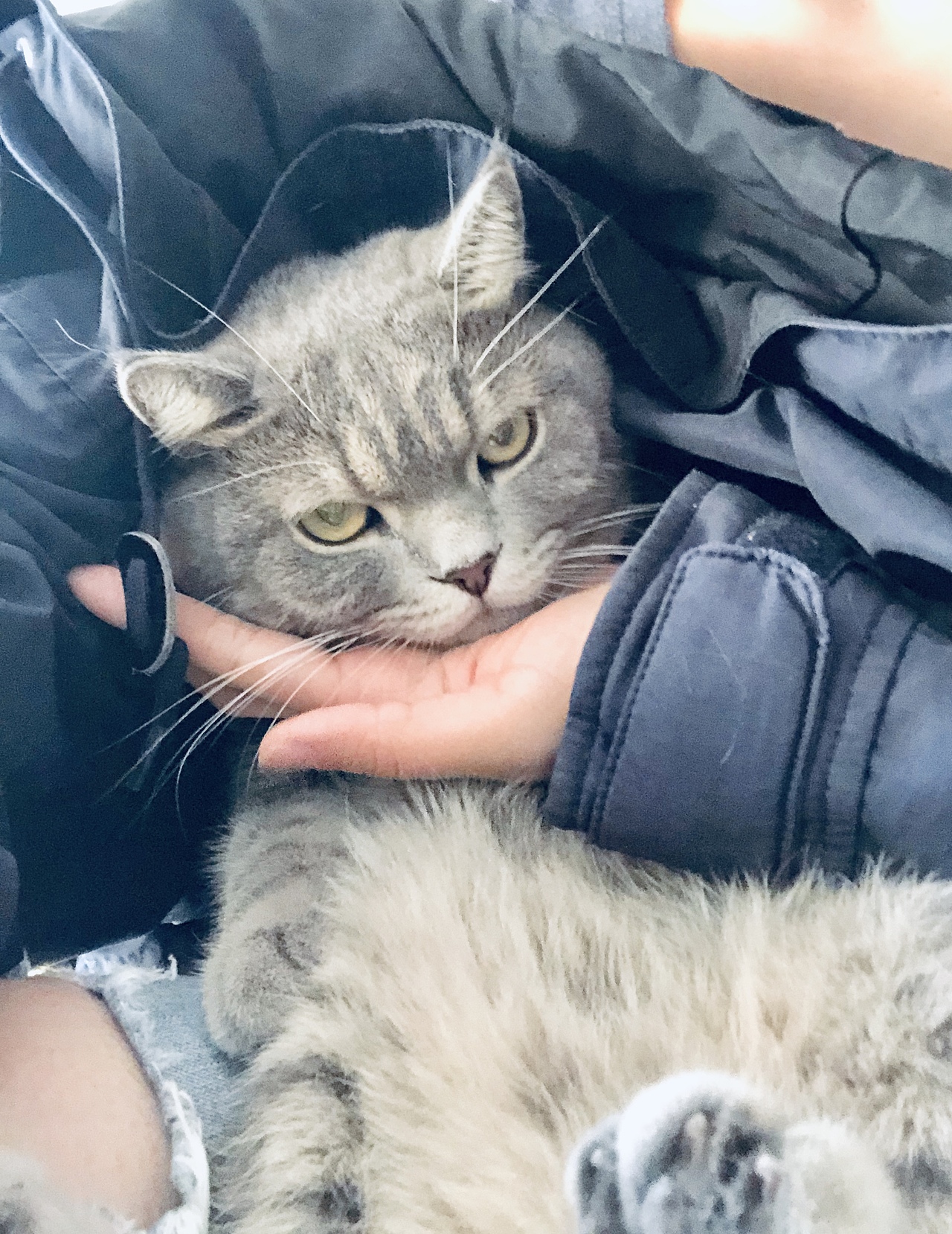 家里两只噬元兽（图ZMTk1Mjk1MjM2） - 创作习作 - 站酷设计师Audra原创素材 - 站酷ZCOOL