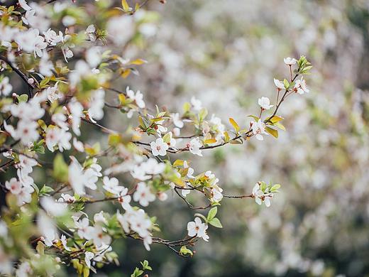 春色（个人主页-ZMjY1OTAxNjA=） - 风光摄影 - 站酷设计师小被单原创素材 - 站酷ZCOOL