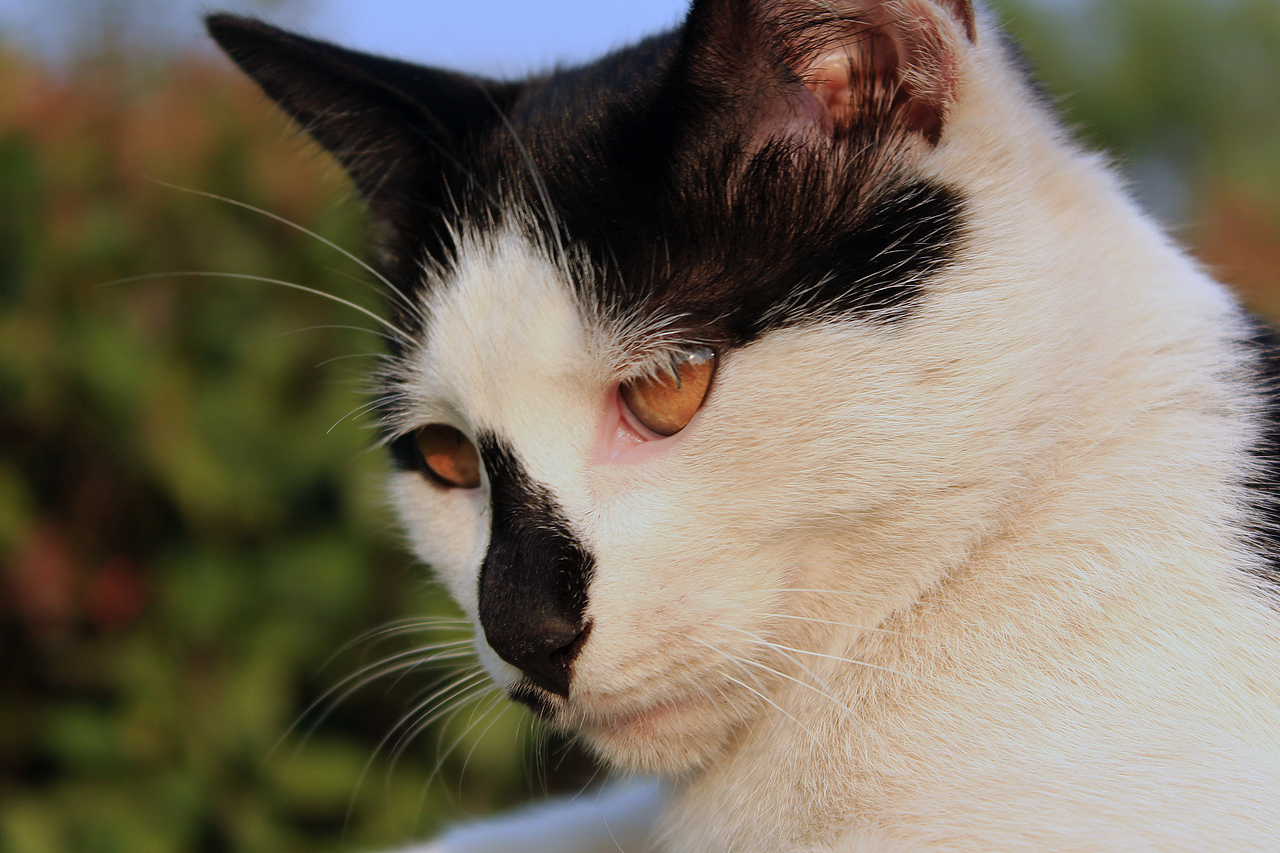 嘿！黑鼻子的猫（图ZMTM2MTk2ODg=） - 宠物摄影 - 站酷设计师今日待办ToDoList原创素材 - 站酷ZCOOL