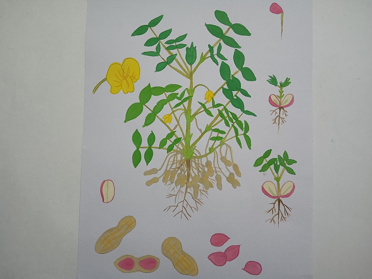 植物生长（花生）（图ZMjU5ODU5MTY0） - 创作习作 - 站酷设计师深海珍珠原创素材 - 站酷ZCOOL