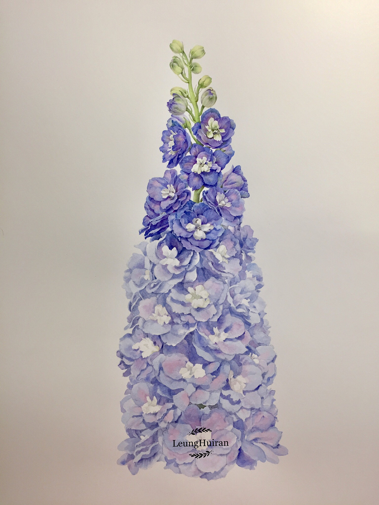 彩铅植物花卉-精微素描花卉