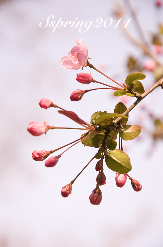 四月芳菲——垂丝海棠（图ZMjcyNzIyOA==） - 风光摄影 - 站酷设计师慢熟的兔子原创素材 - 站酷ZCOOL