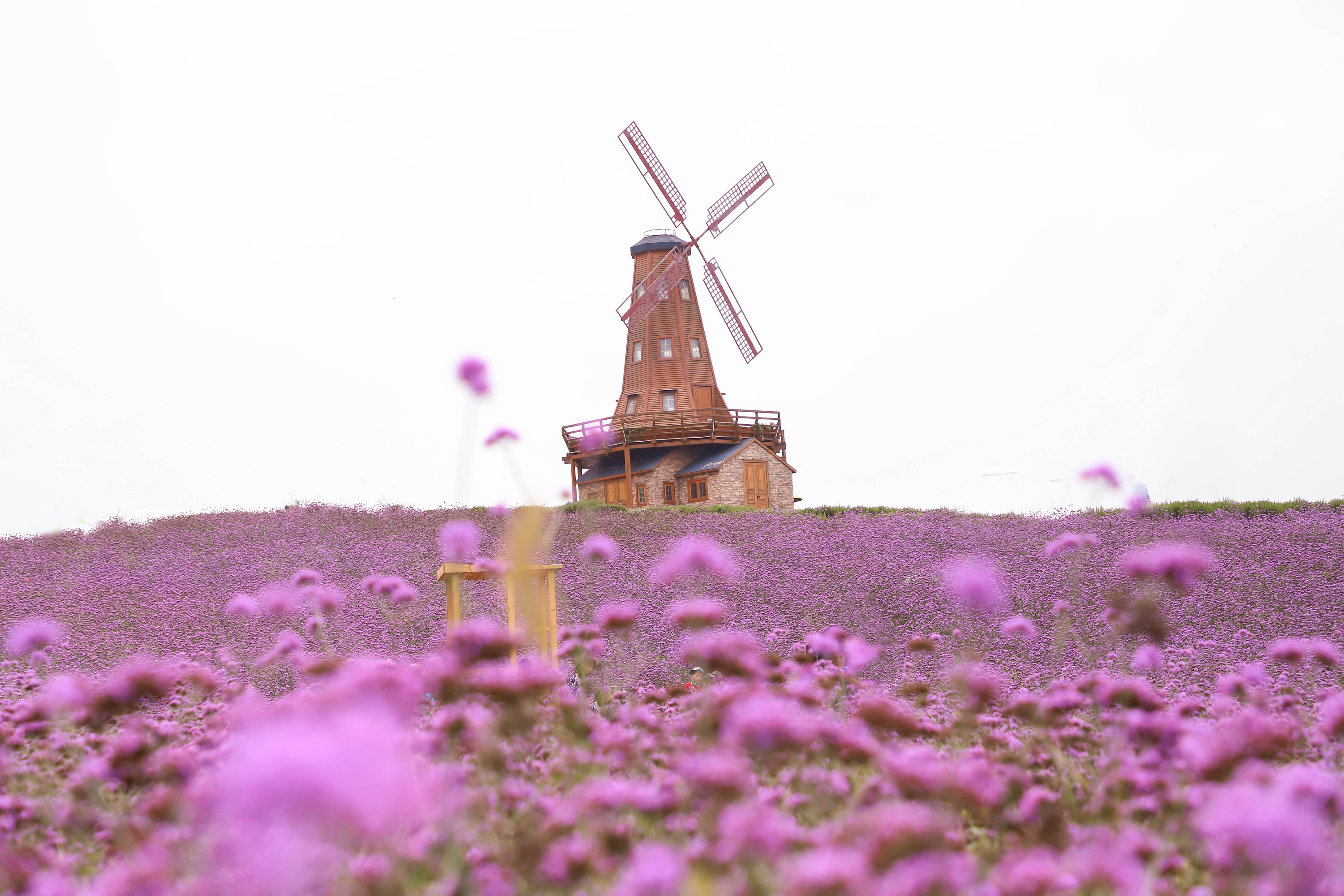 来一抹粉紫粉紫的马鞭草