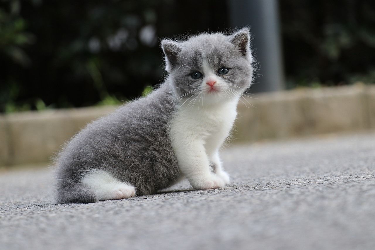 英短-蓝白-母(玲珑)|摄影|宠物摄影|沐米猫舍_原创作品-站酷zcool