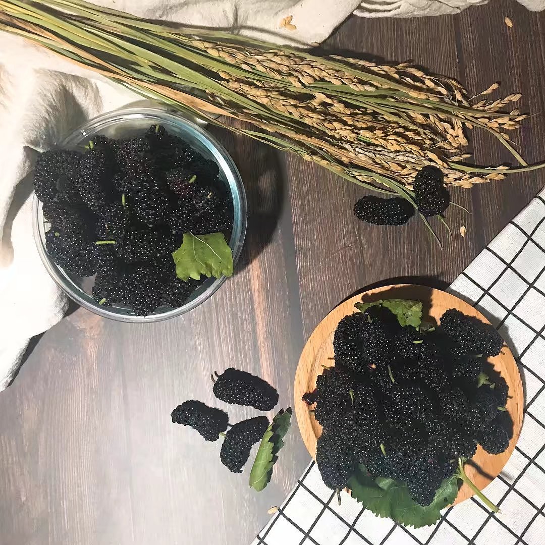 桑葚（图ZMTA5ODYyMTA0） - 产品摄影 - 站酷设计师panda0222原创素材 - 站酷ZCOOL