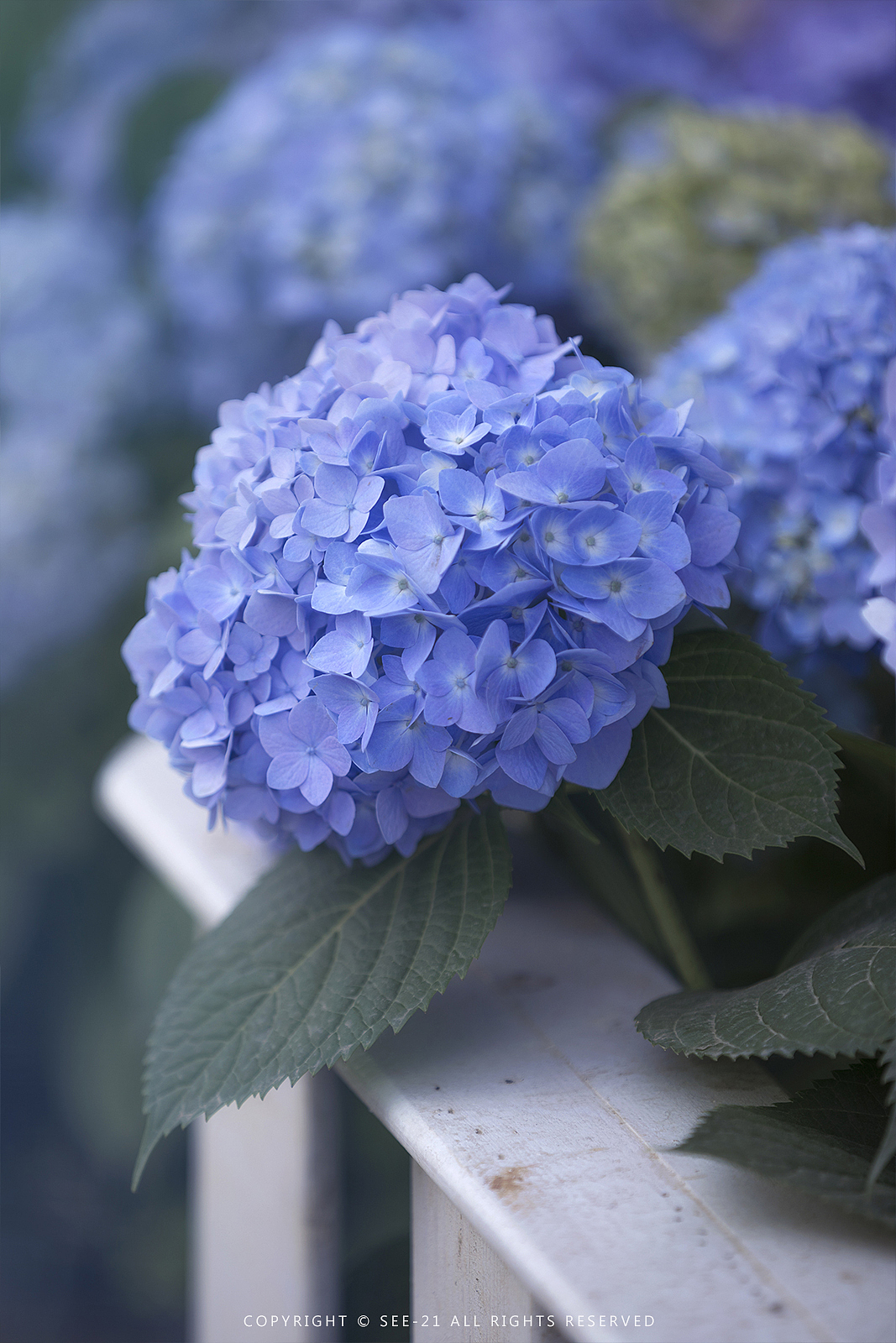 初夏的颜色 ​​​​ 无尽夏（图ZMTE0NDI2MDUy） - 风光摄影 - 站酷设计师See21原创素材 - 站酷ZCOOL