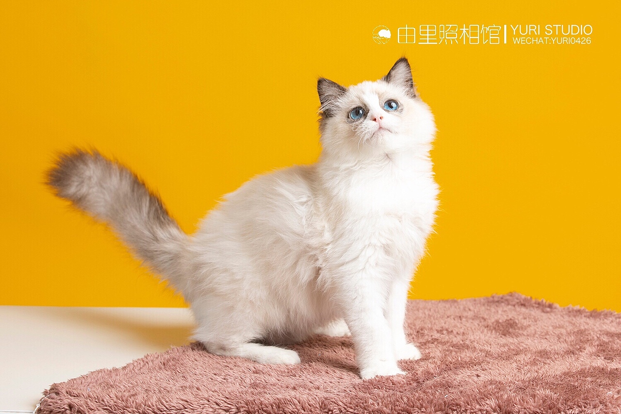 商拍 | ET超宠俱乐部 猫咪系列（图ZMTg5MDcwNDgw） - 宠物摄影 - 站酷设计师由里映像原创素材 - 站酷ZCOOL