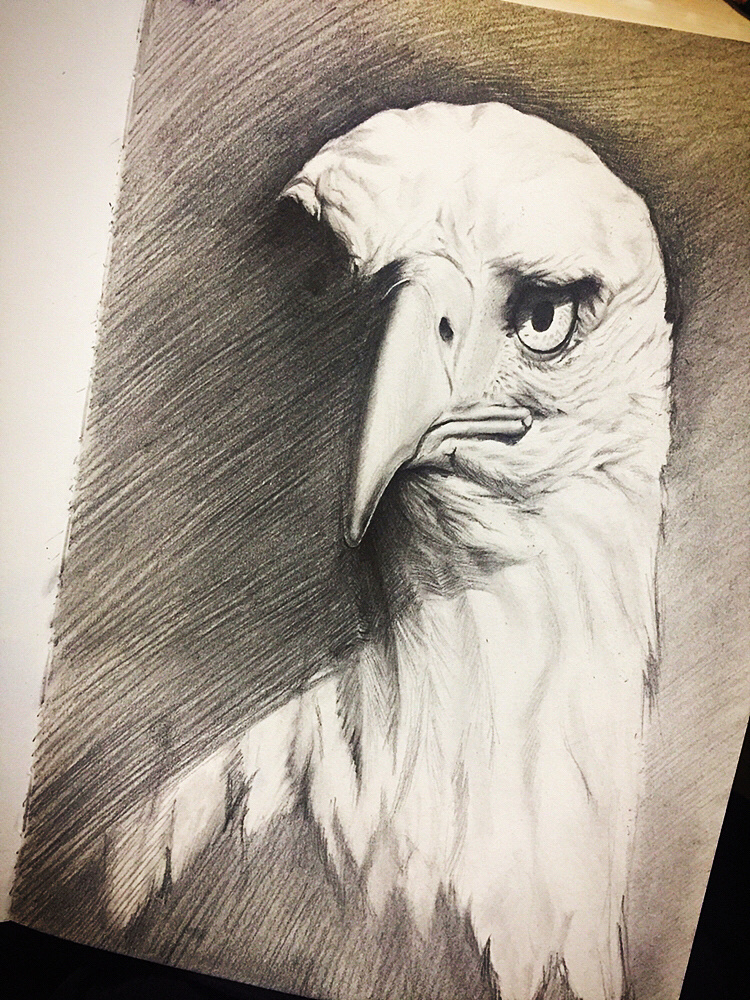 鹰 4年前 284 6 0 天津  |  设计爱好者 素描是个奇妙的过程^_^ 原创