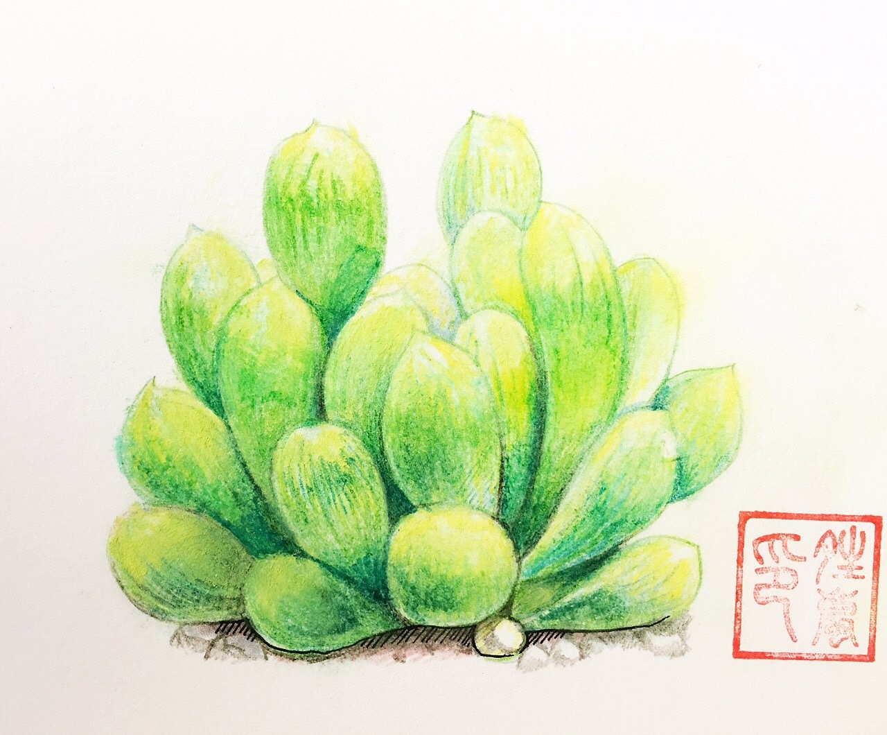 手绘多肉植物（图ZNzExNzE0MTY=） - 创作习作 - 站酷设计师子市的晴岚原创素材 - 站酷ZCOOL